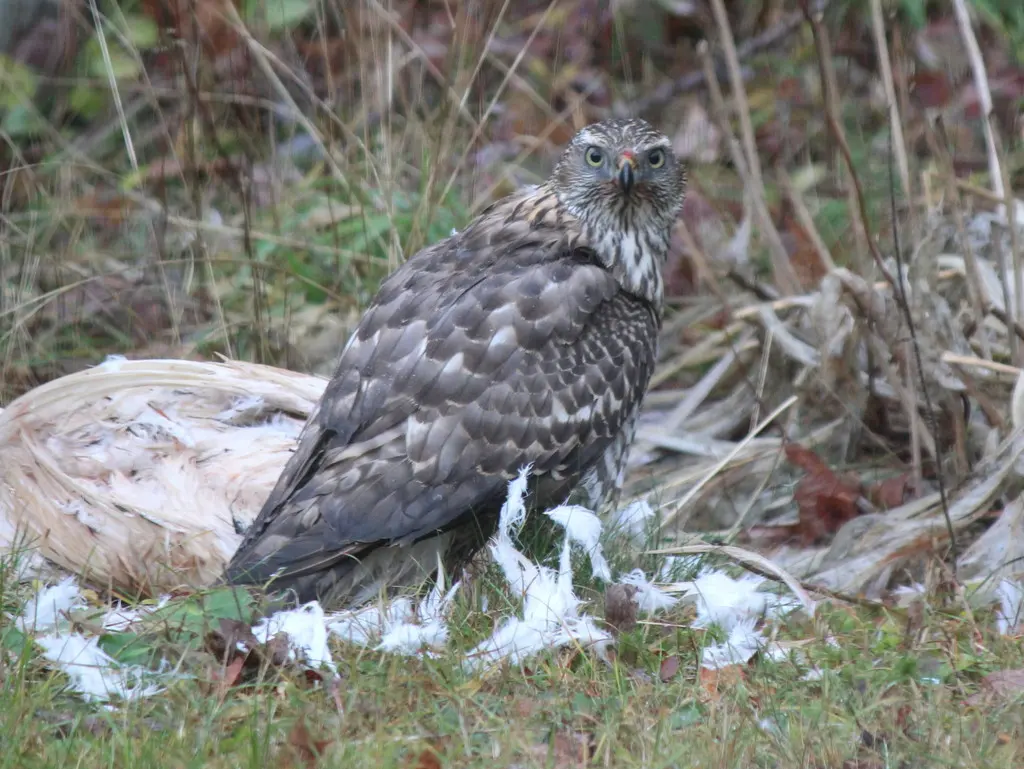美洲苍鹰（Astur atricapillus）