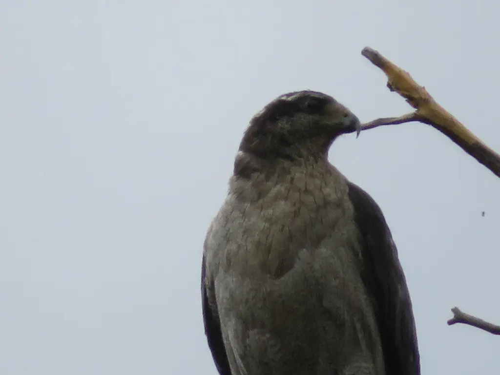 美洲苍鹰（Astur atricapillus）