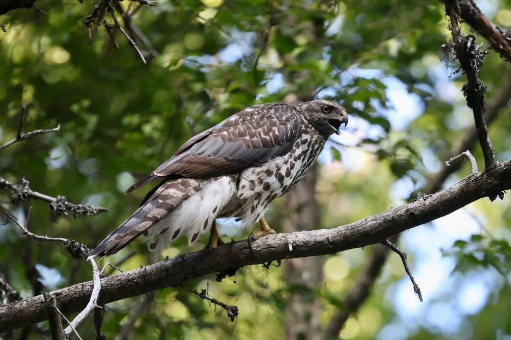 美洲苍鹰（Astur atricapillus）