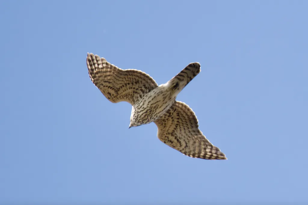 美洲苍鹰（Astur atricapillus）