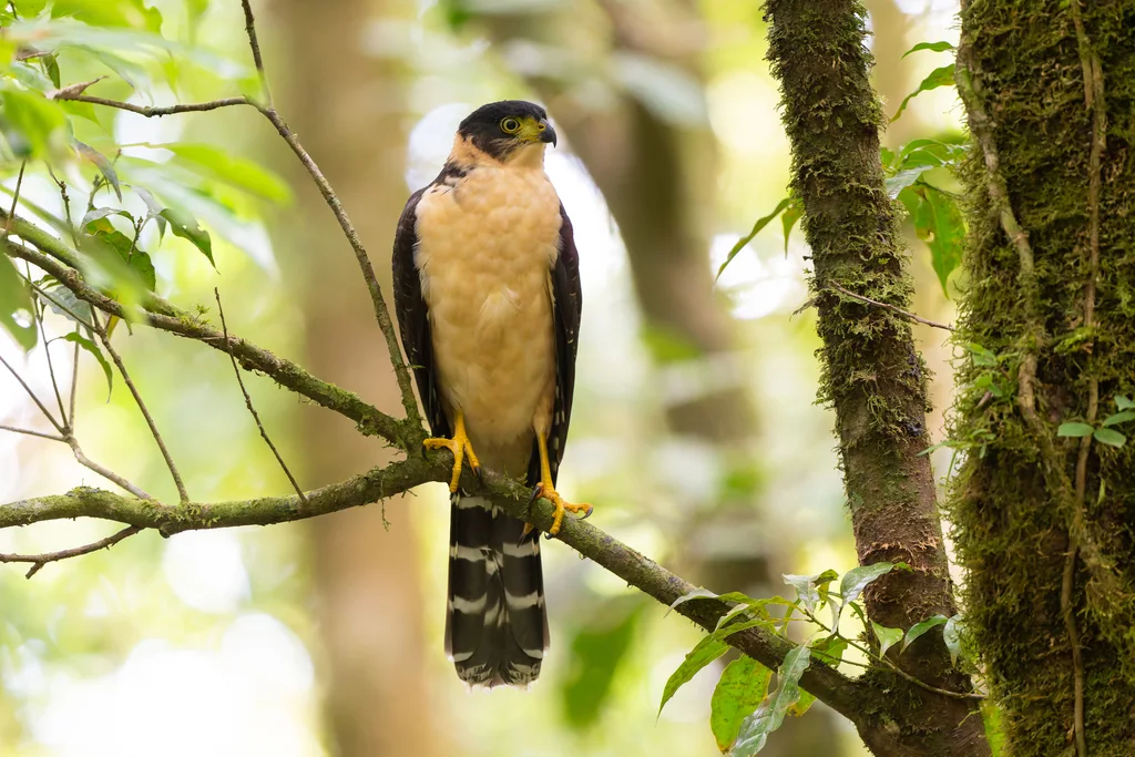 双色鹰(Astur bicolor)