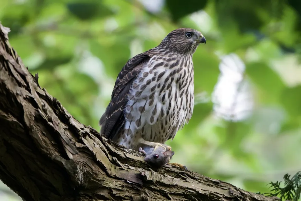 库氏鹰(Astur cooperii)