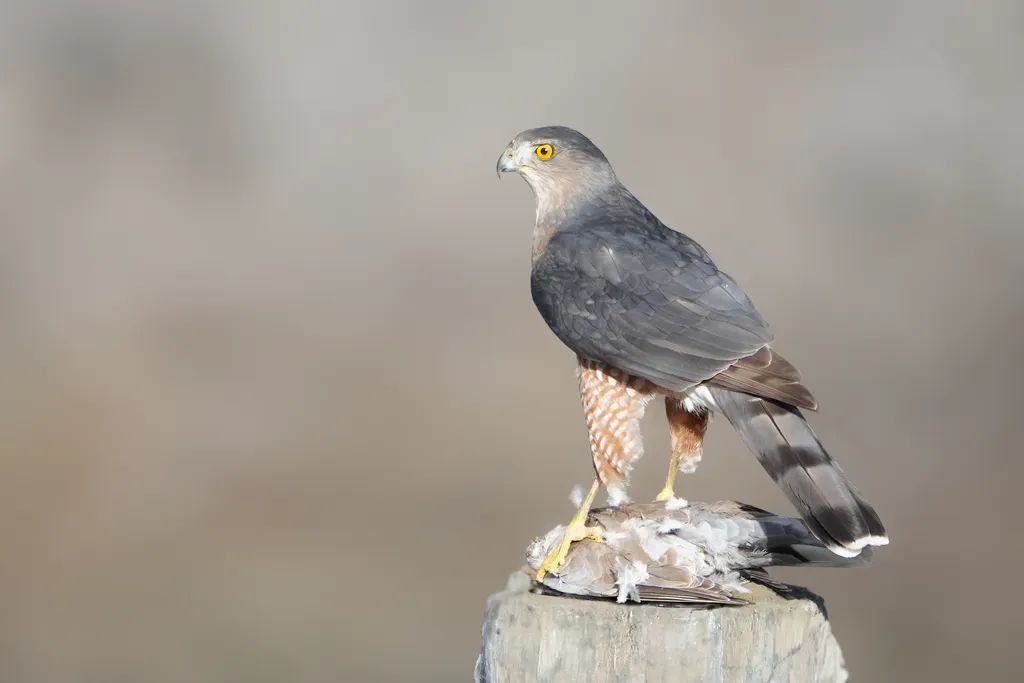库氏鹰(Astur cooperii)