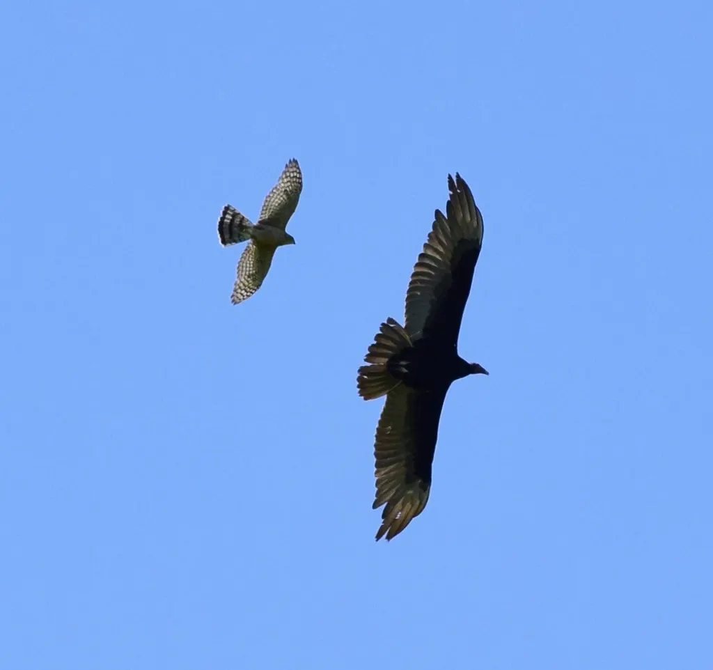 库氏鹰(Astur cooperii)