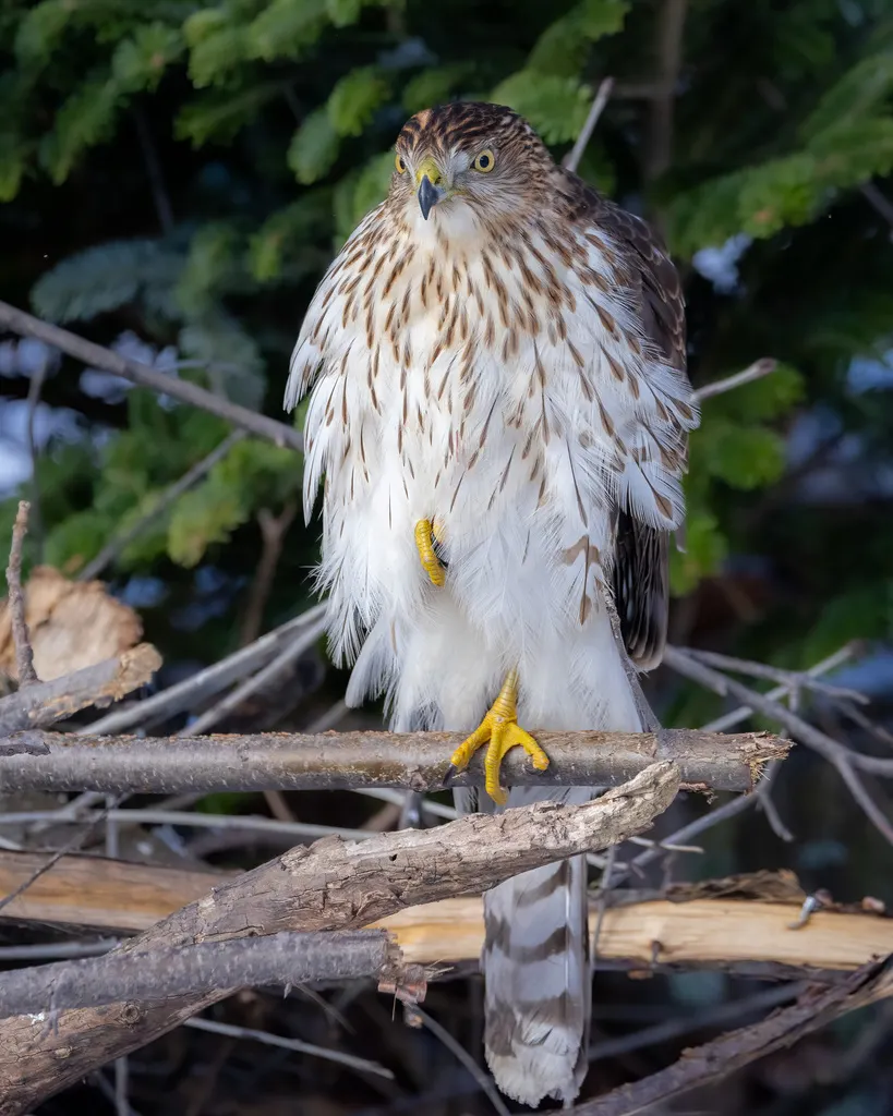 库氏鹰(Astur cooperii)