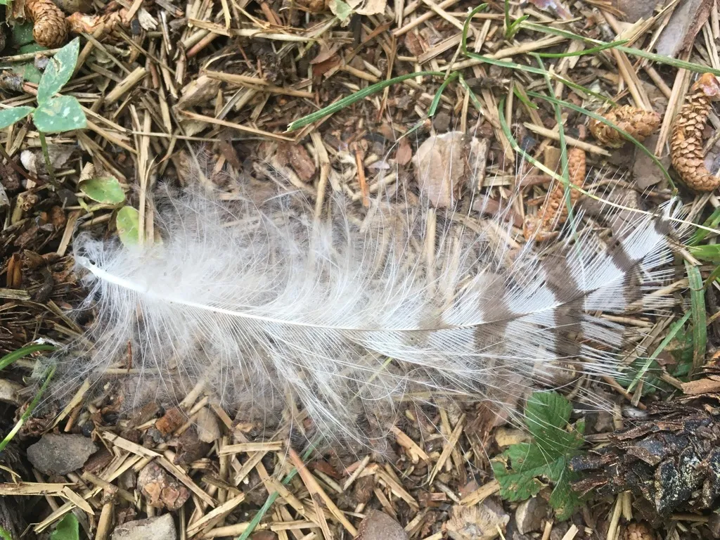 苍鹰(Astur gentilis)