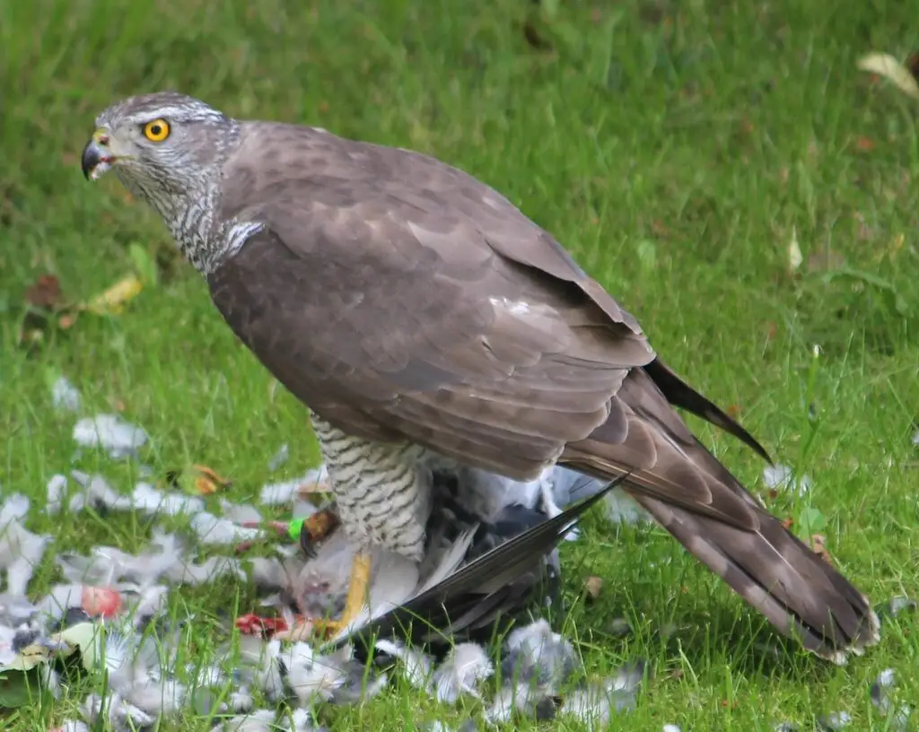 苍鹰(Astur gentilis)