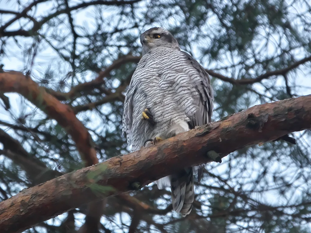 苍鹰(Astur gentilis)