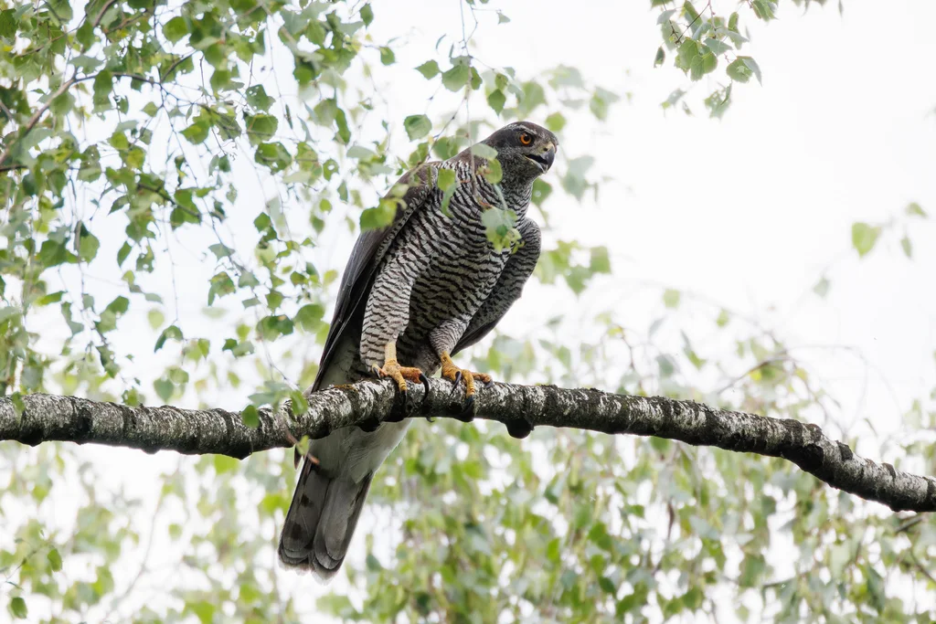 苍鹰(Astur gentilis)