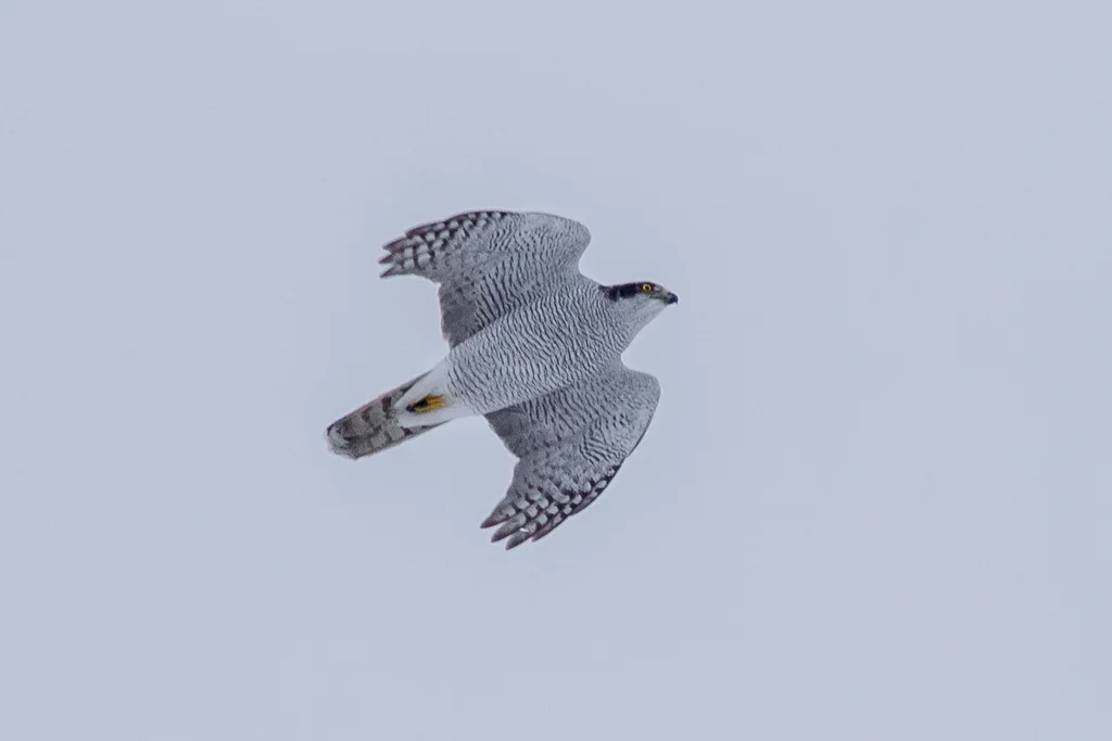苍鹰(Astur gentilis)