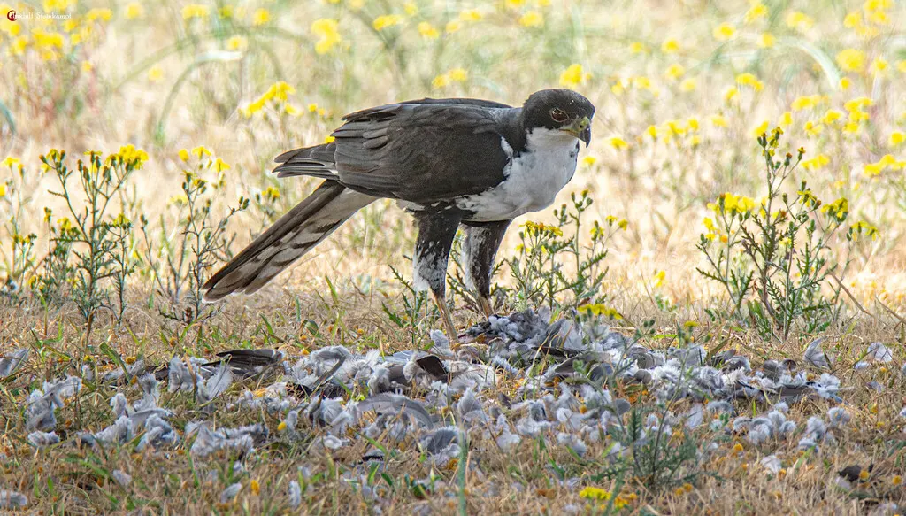 黑鹰(Astur melanoleucus)