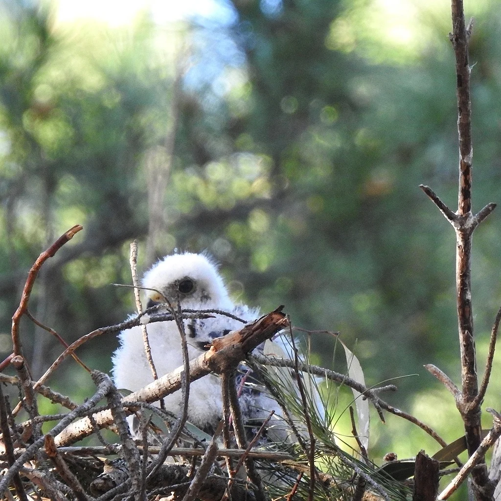 黑鹰(Astur melanoleucus)