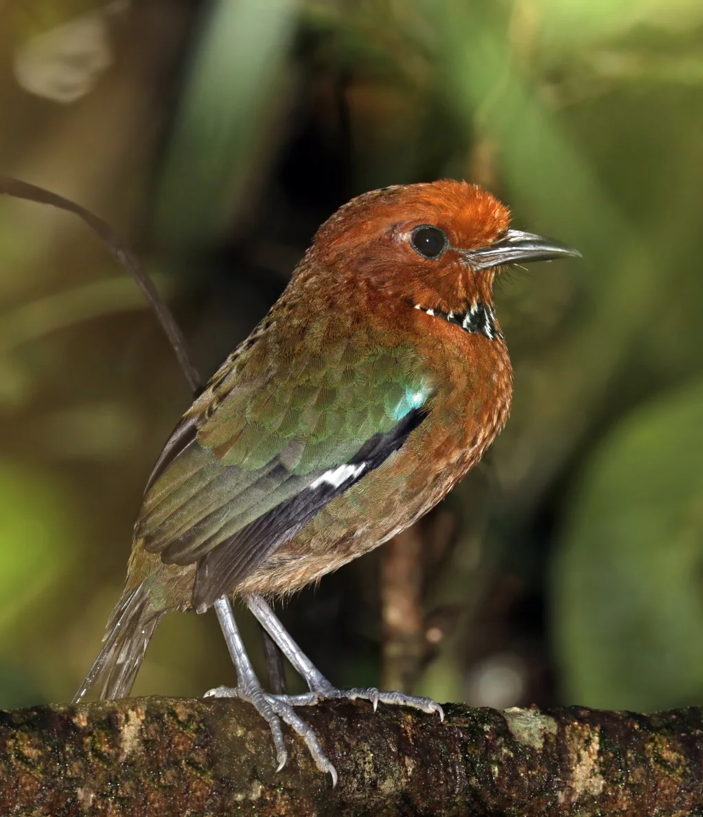 栗头地三宝鸟(Atelornis crossleyi)