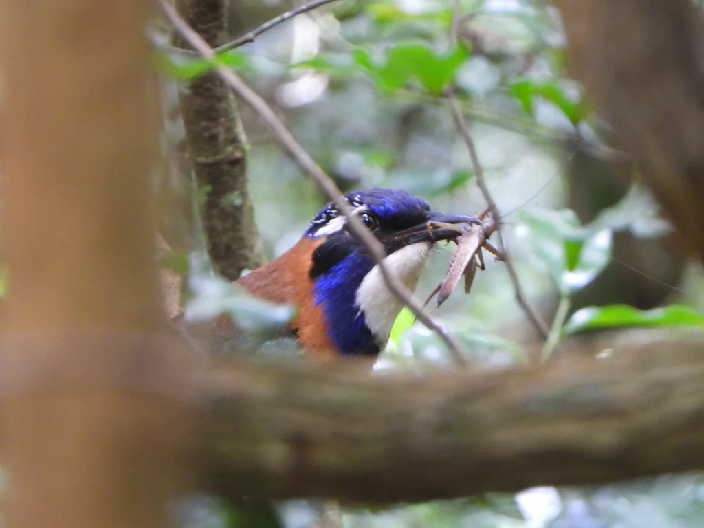 地三宝鸟(Atelornis pittoides)