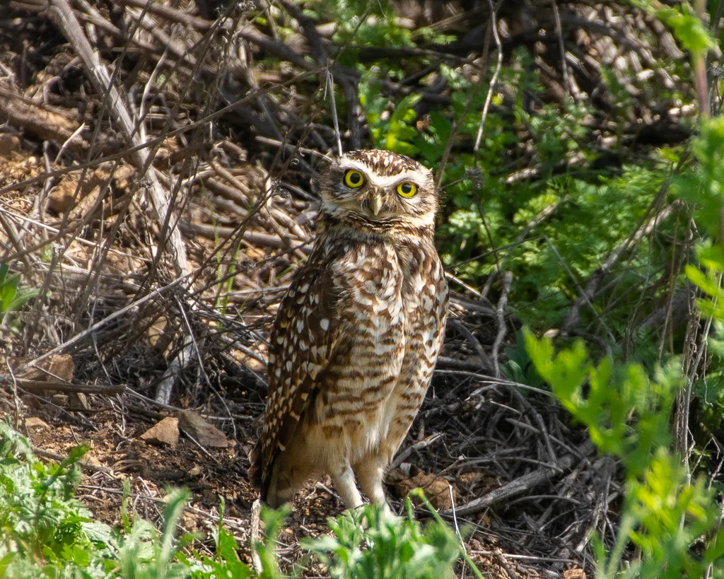 穴小鸮(Athene cunicularia)