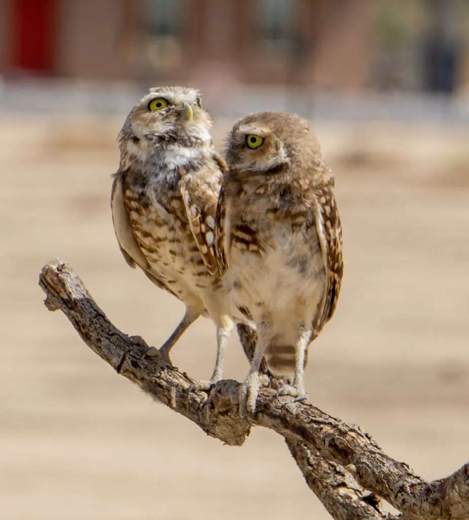 穴小鸮(Athene cunicularia)
