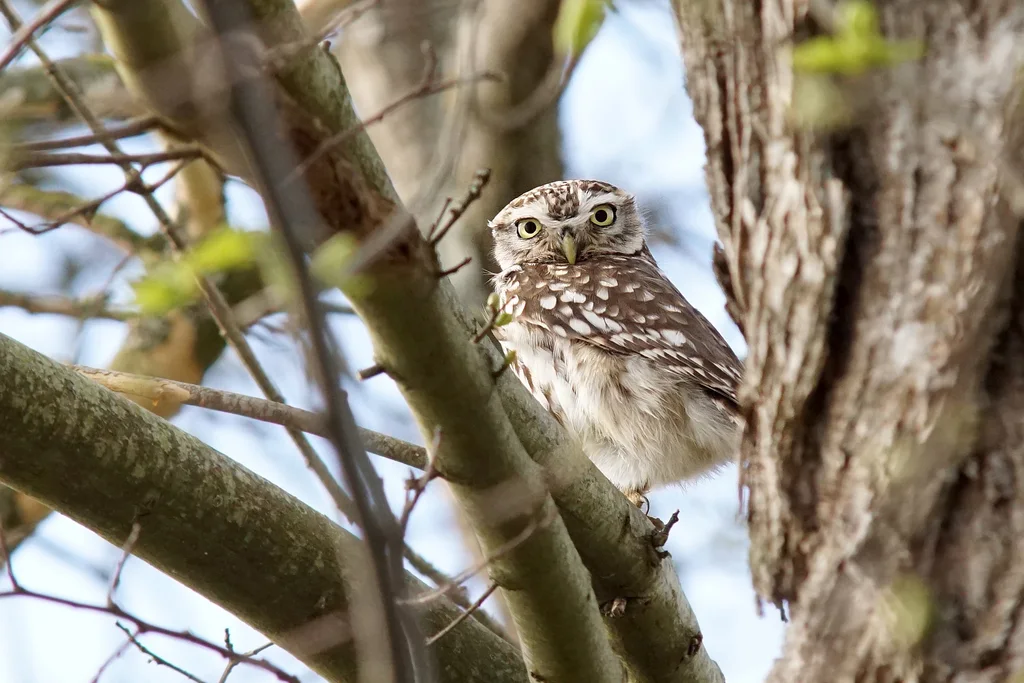 纵纹腹小鸮(Athene noctua)
