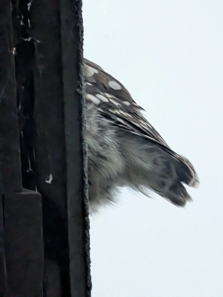 纵纹腹小鸮(Athene noctua)