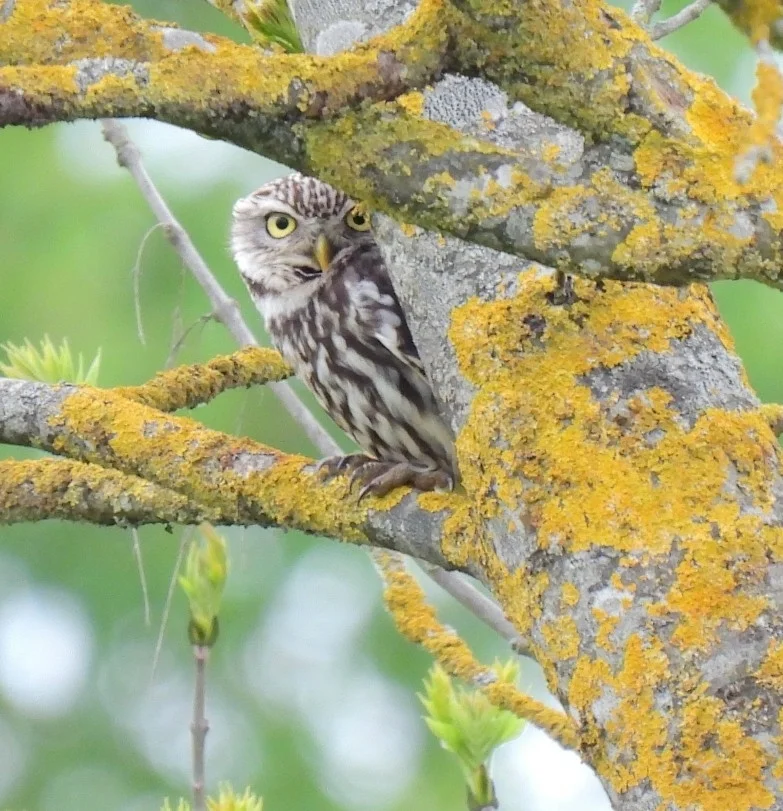 纵纹腹小鸮(Athene noctua)