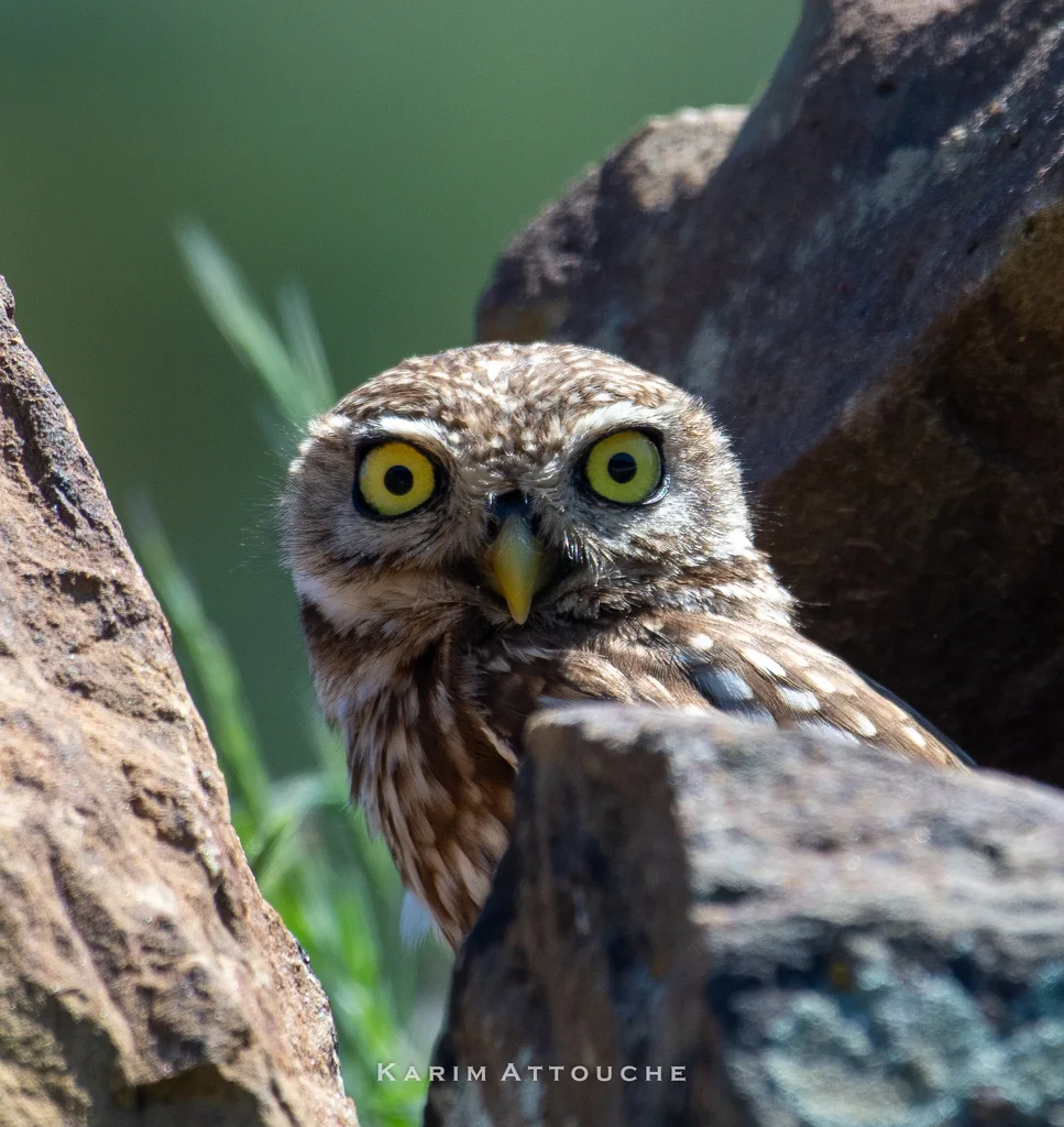 纵纹腹小鸮(Athene noctua)