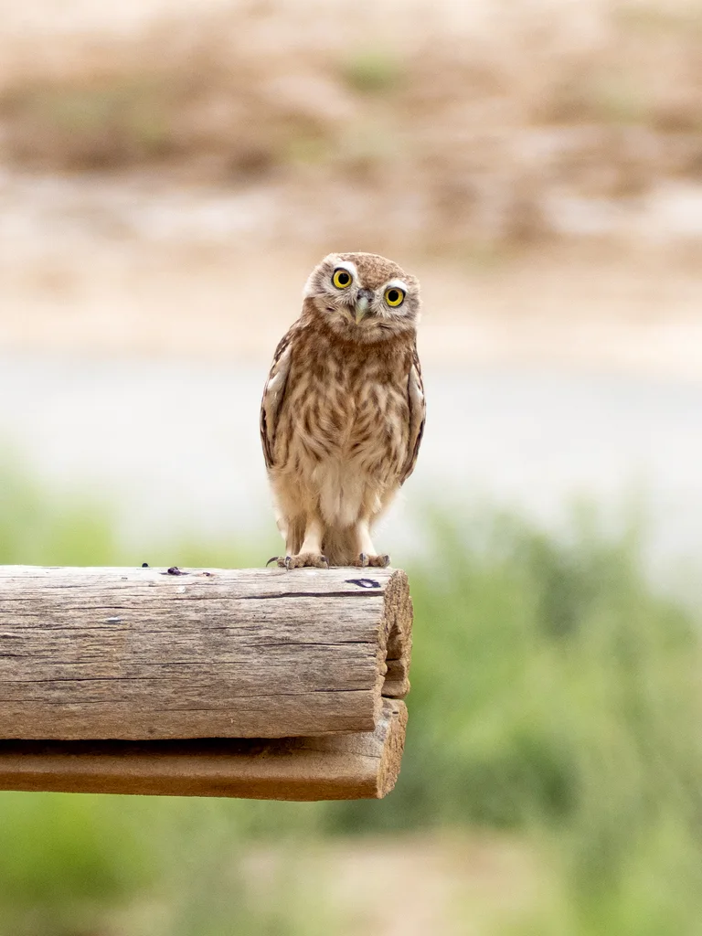 纵纹腹小鸮(Athene noctua)
