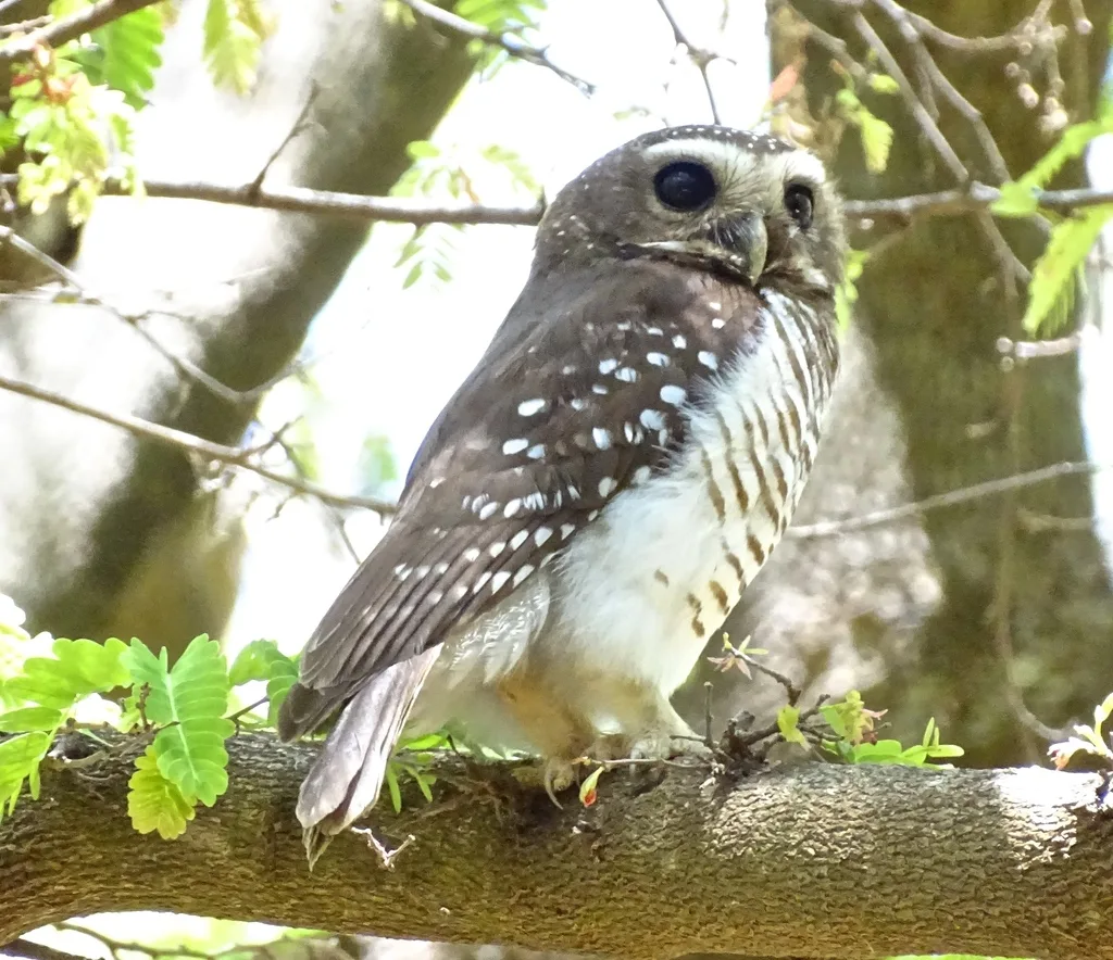 白眉小鸮（Athene superciliaris）