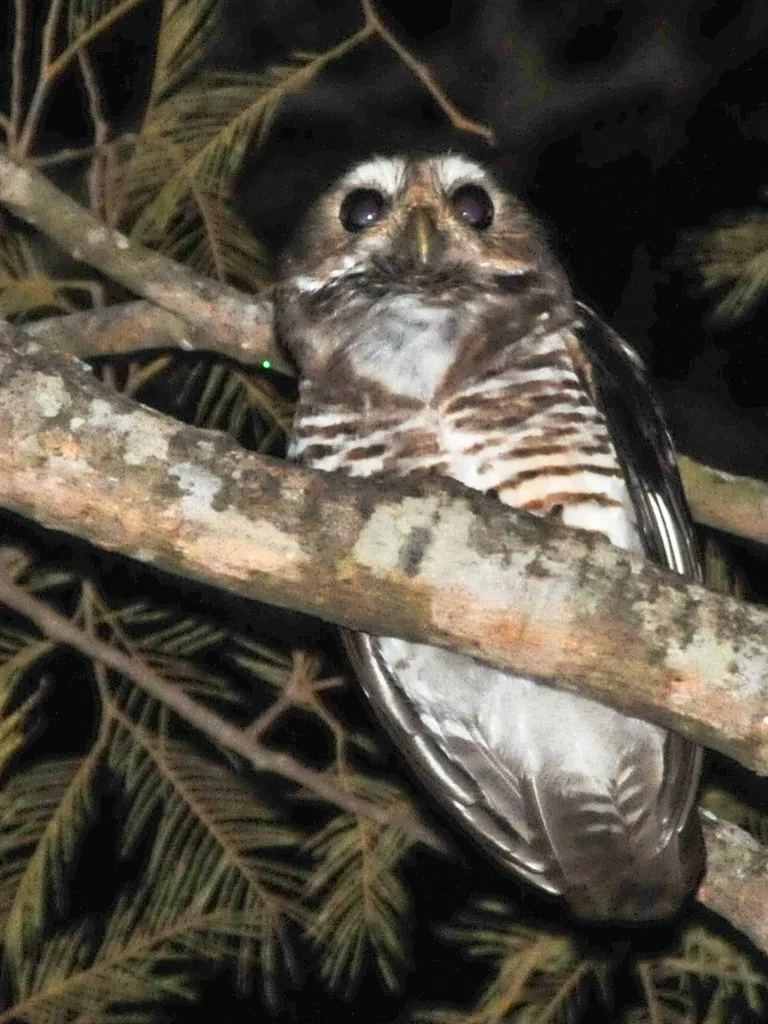 白眉小鸮（Athene superciliaris）