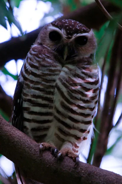 白眉小鸮（Athene superciliaris）