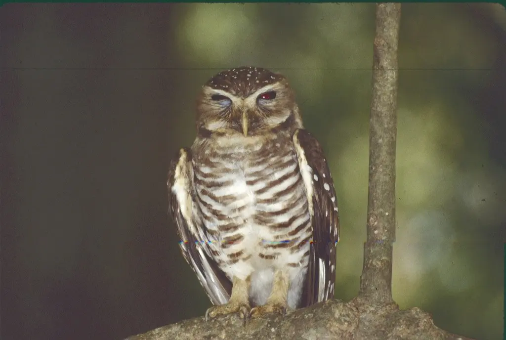 白眉小鸮（Athene superciliaris）