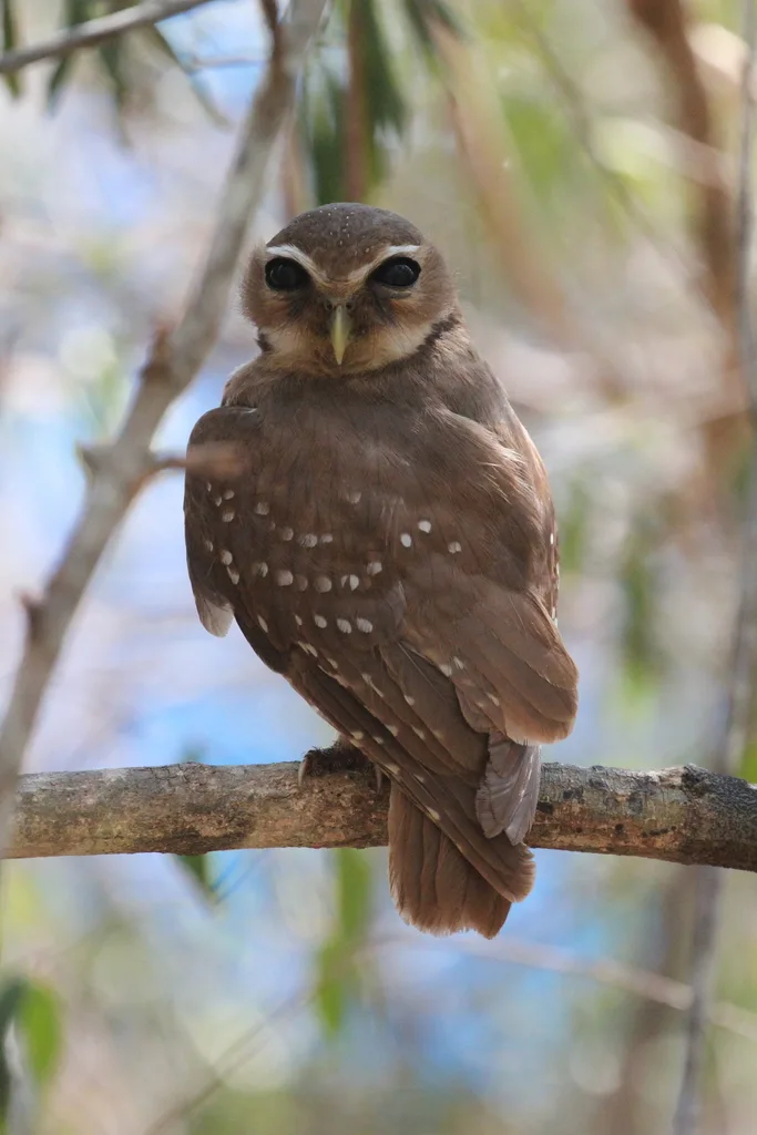 白眉小鸮（Athene superciliaris）