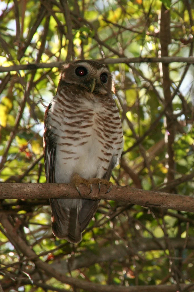 白眉小鸮（Athene superciliaris）