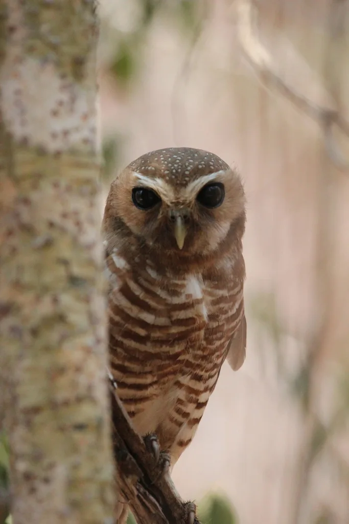 白眉小鸮（Athene superciliaris）