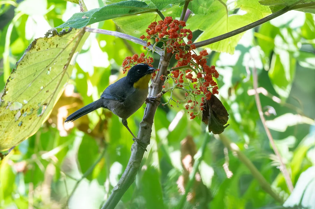 白颈薮雀(Atlapetes albinucha)