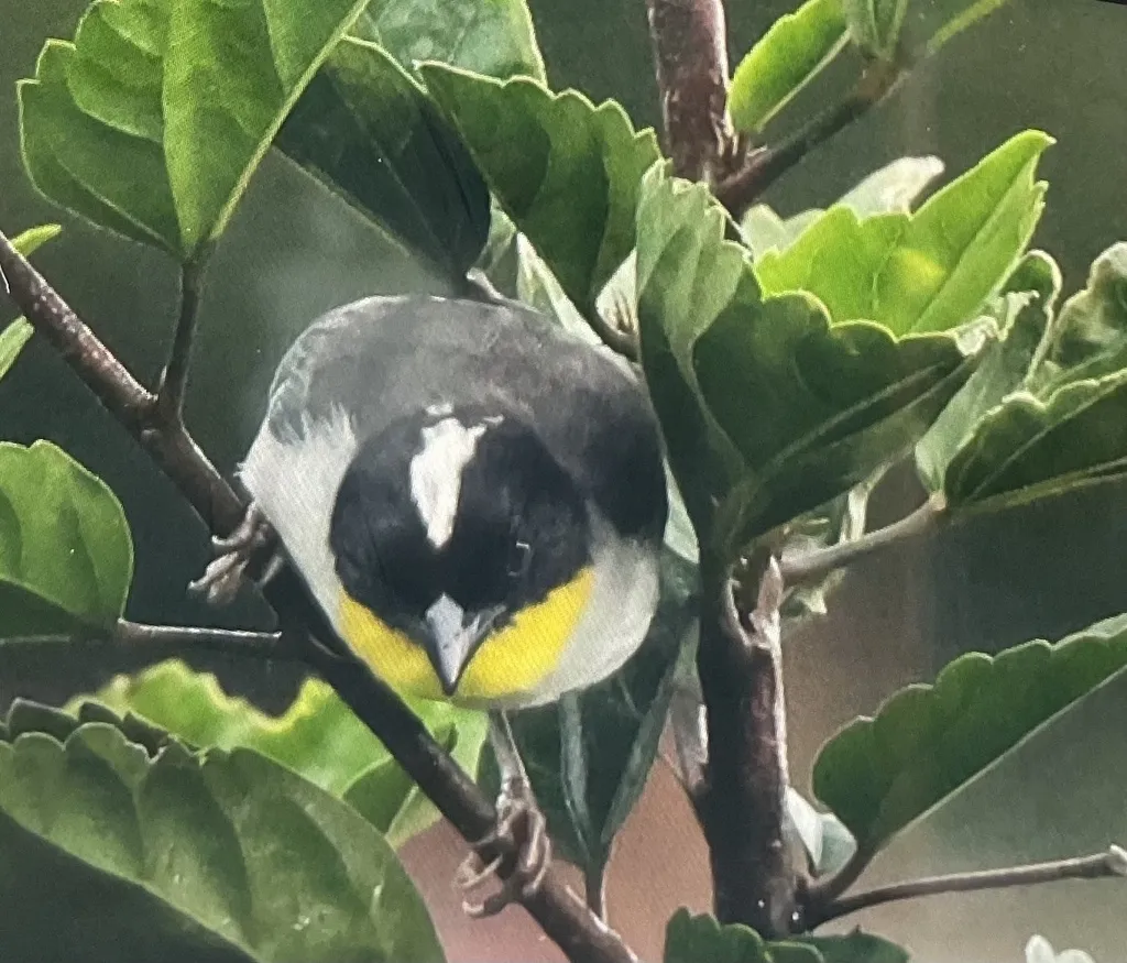 白颈薮雀(Atlapetes albinucha)