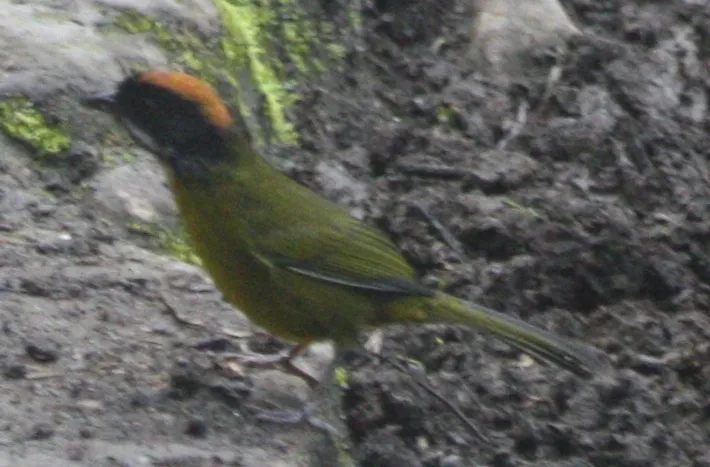 白须薮雀(Atlapetes albofrenatus)