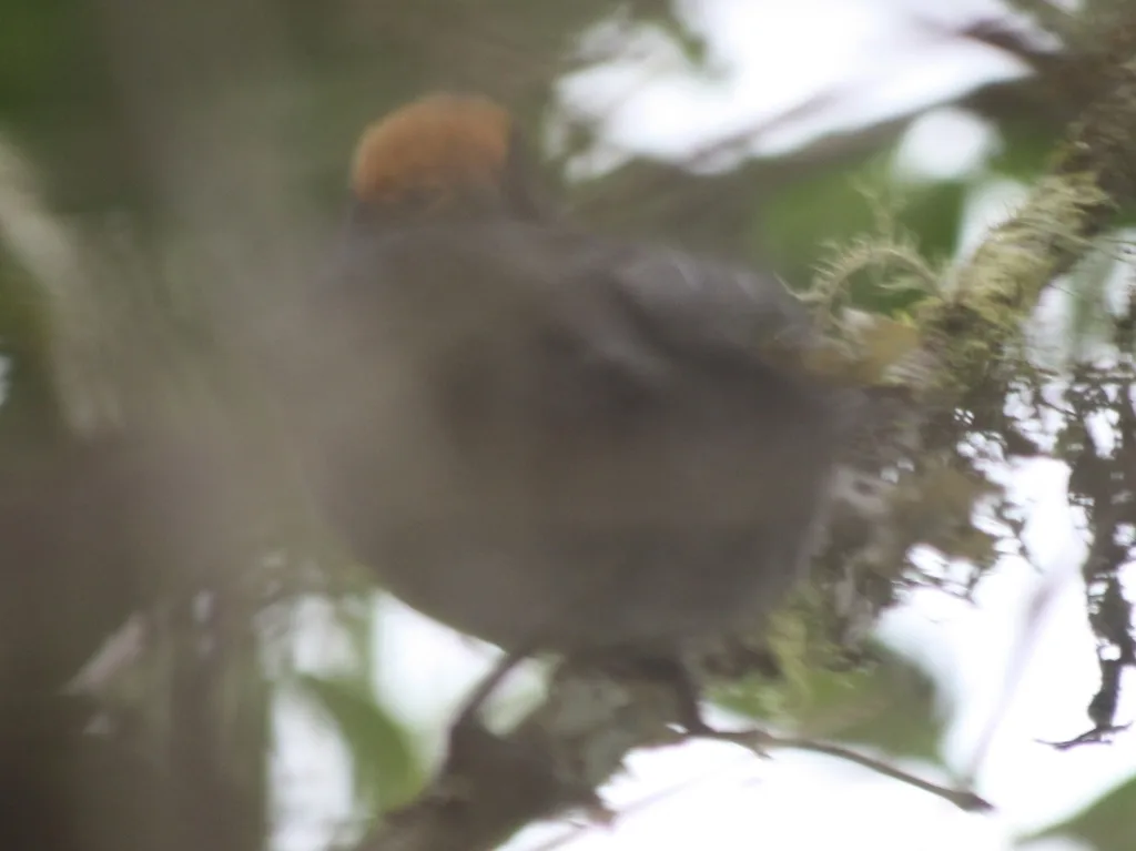 灰脸薮雀(Atlapetes canigenis)