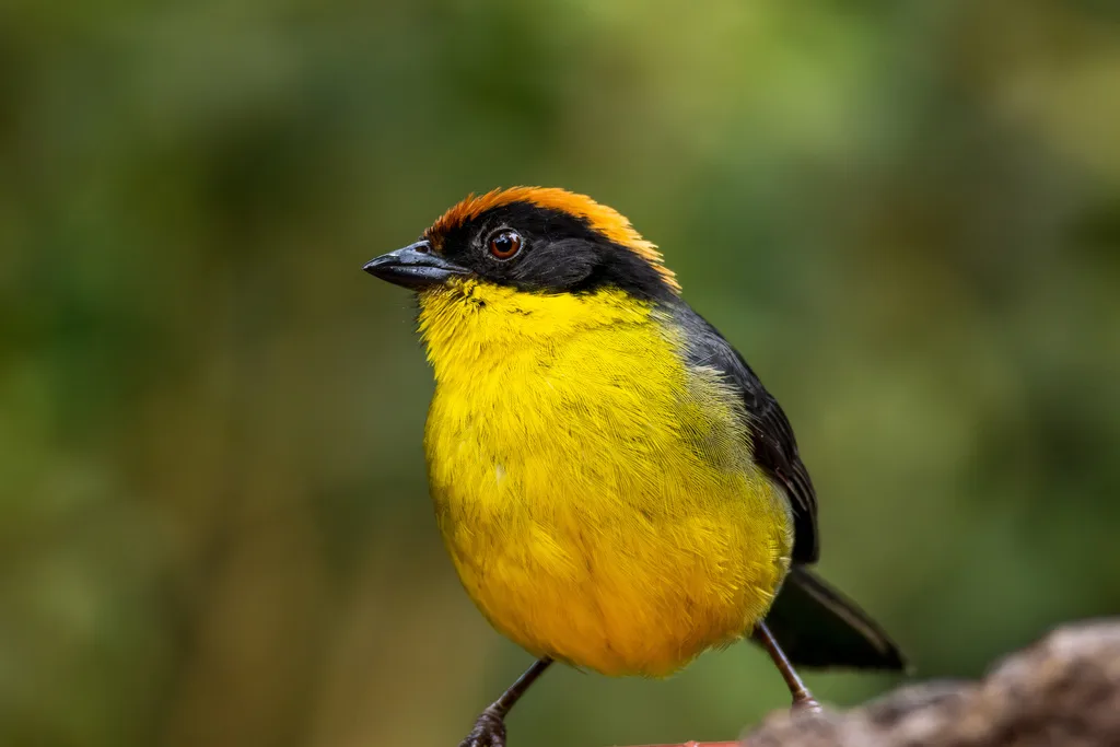 黄胸薮雀(Atlapetes latinuchus)