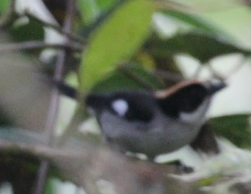 白翅薮雀(Atlapetes leucopterus)