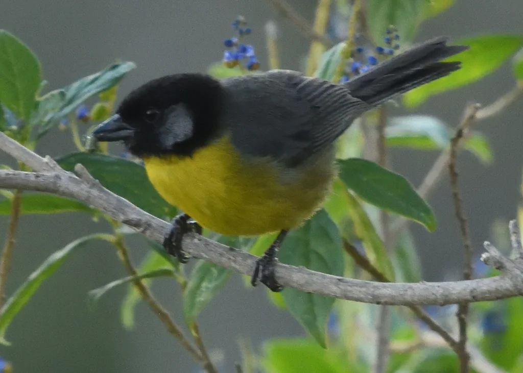 哥伦比亚薮雀(Atlapetes melanocephalus)