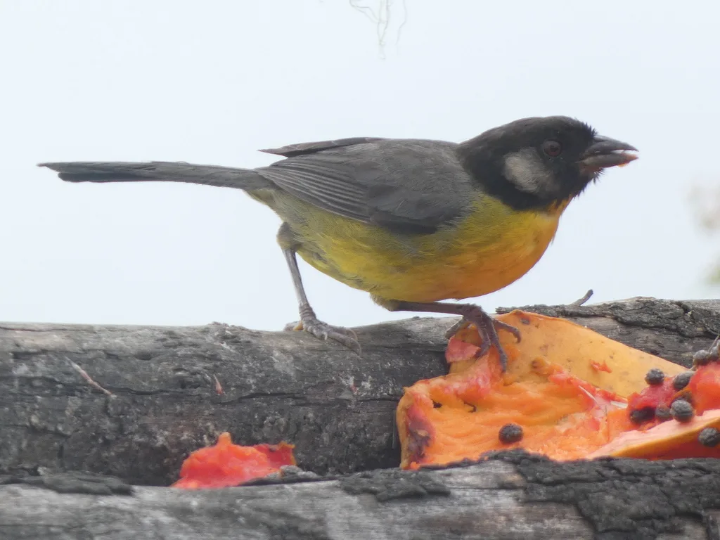 哥伦比亚薮雀(Atlapetes melanocephalus)
