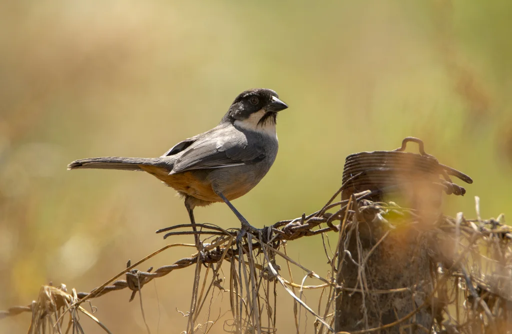 锈腹薮雀(Atlapetes nationi)