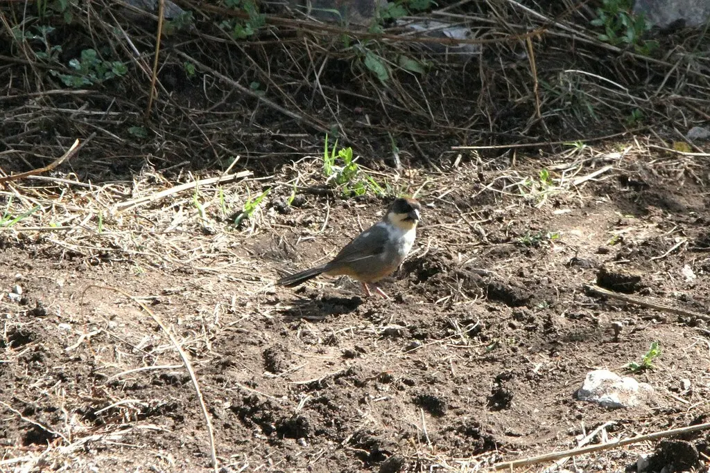 锈腹薮雀(Atlapetes nationi)