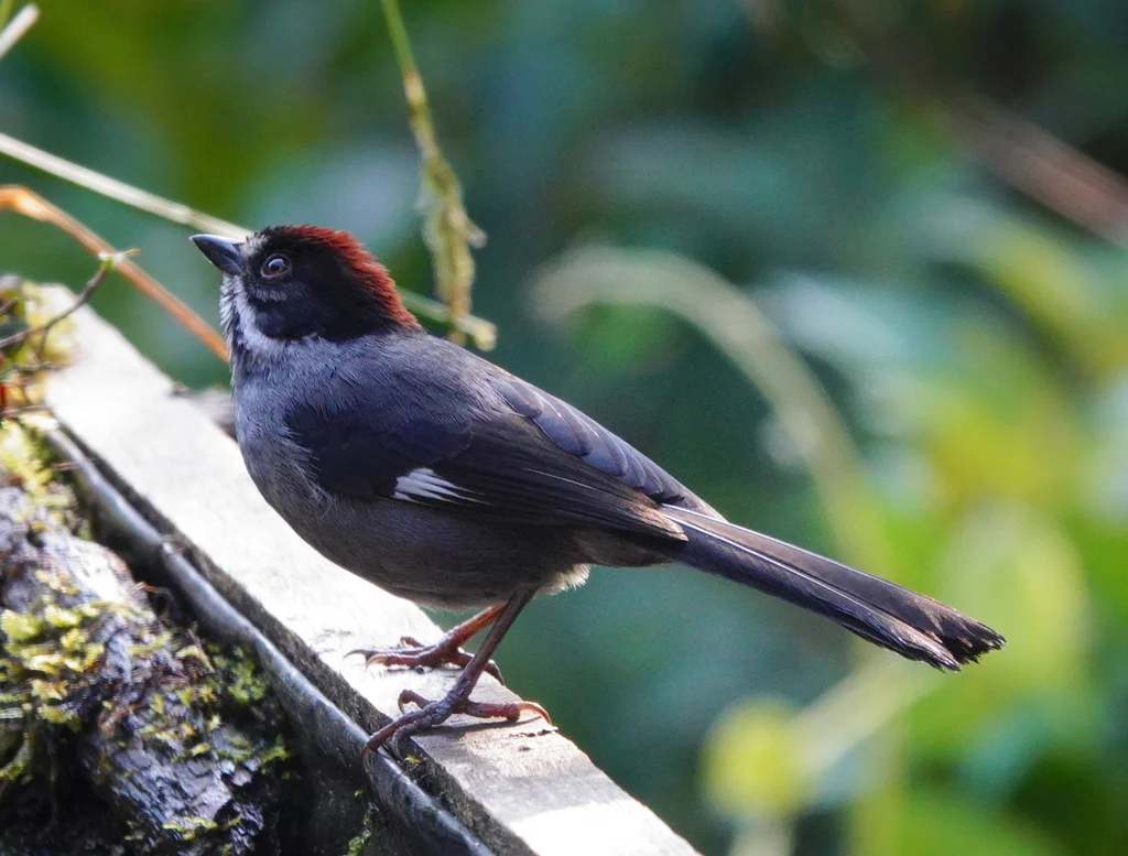 灰蓝薮雀(Atlapetes schistaceus)
