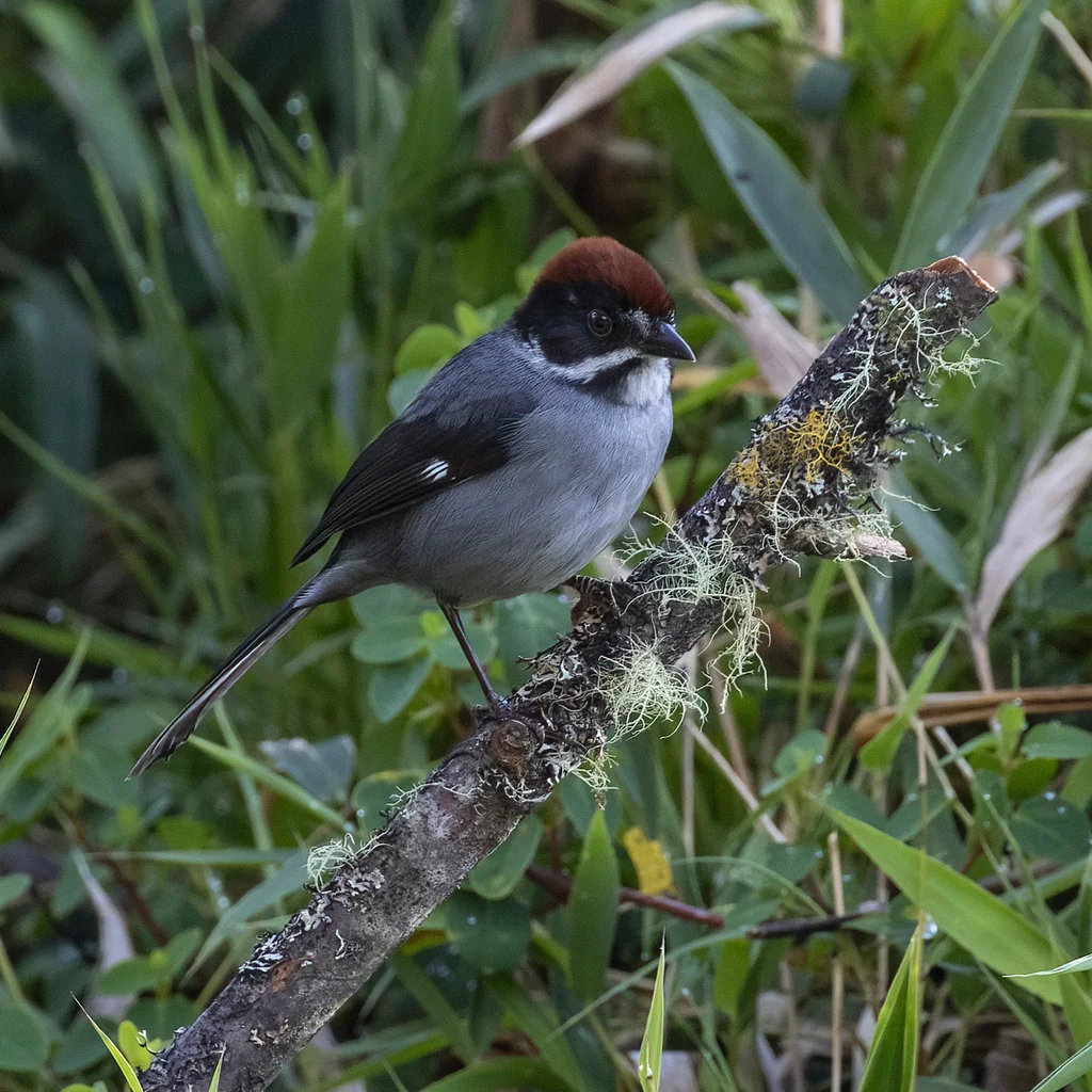 灰蓝薮雀(Atlapetes schistaceus)