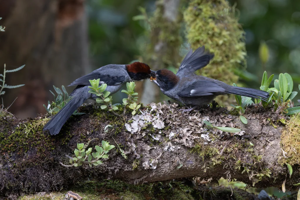灰蓝薮雀(Atlapetes schistaceus)