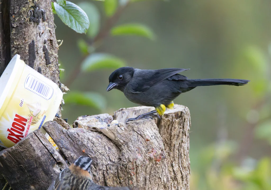 黄踝饰雀(Atlapetes tibialis)