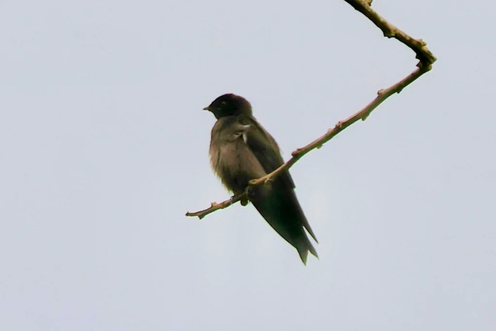 林燕(Atronanus fuliginosus)