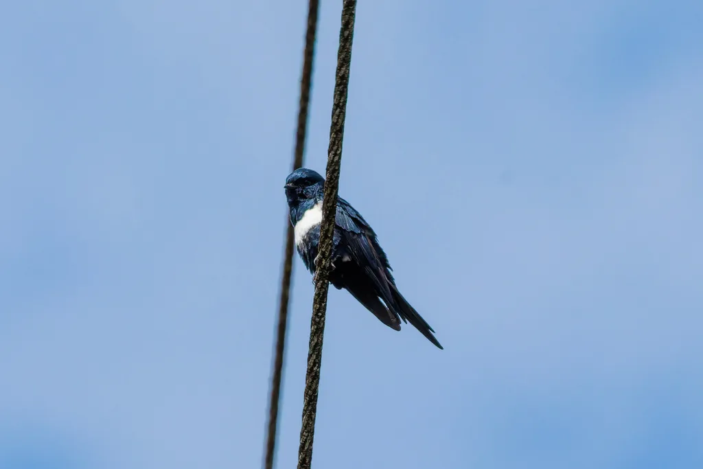 白斑燕(Atticora fasciata)