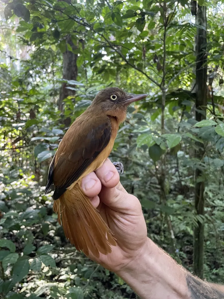 暗顶阿蒂霸鹟(Attila bolivianus)