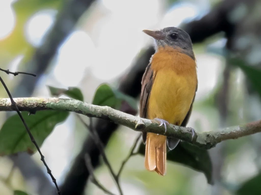 黄腹阿蒂霸鹟(Attila citriniventris)